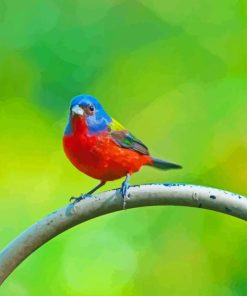 Painted Bunting Diamond Painting