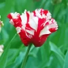 Parrot Tulips Diamond Painting