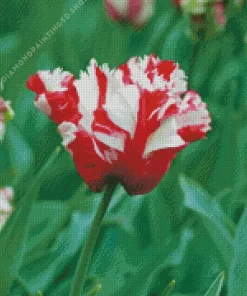 Parrot Tulips Diamond Painting