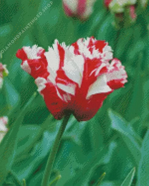 Parrot Tulips Diamond Painting