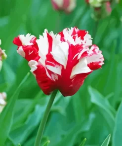 Parrot Tulips Diamond Painting