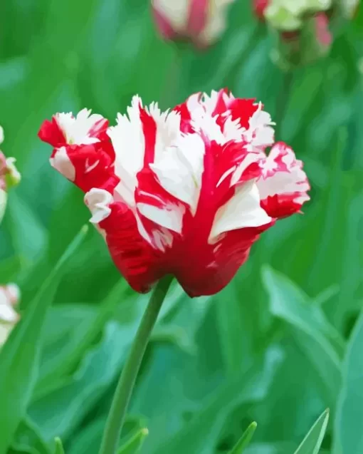 Parrot Tulips Diamond Painting