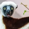 Sifaka Diamond Painting