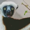 Sifaka Diamond Painting