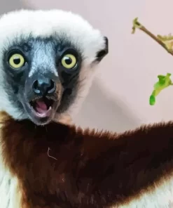 Sifaka Diamond Painting