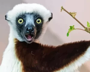 Sifaka Diamond Painting