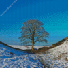 Sycamore Gap Diamond Painting