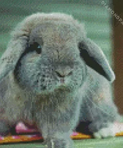 Holland Lop Diamond Painting