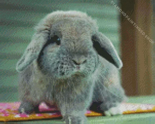 Holland Lop Diamond Painting