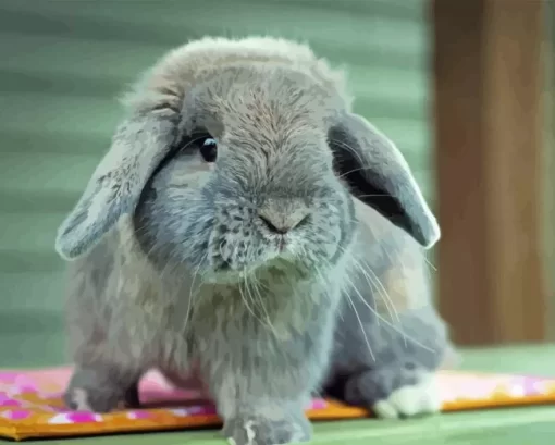 Holland Lop Diamond Painting