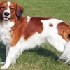 Kooikerhondje Diamond Painting