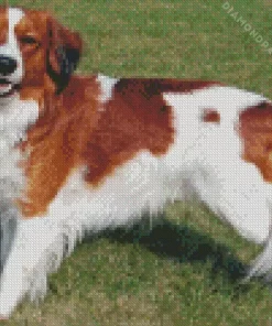 Kooikerhondje Diamond Painting