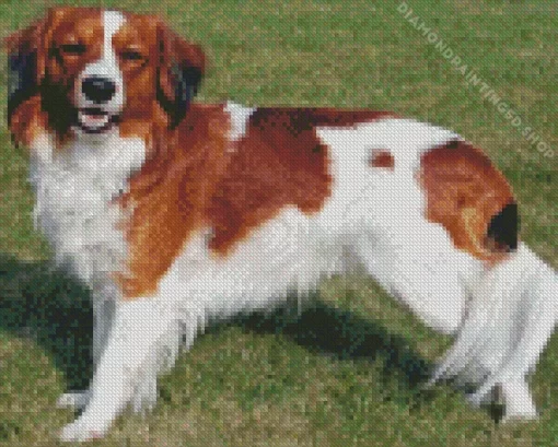 Kooikerhondje Diamond Painting