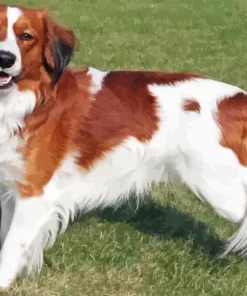 Kooikerhondje Diamond Painting