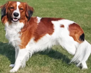 Kooikerhondje Diamond Painting