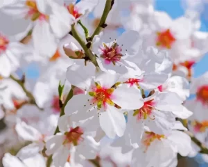 Almond Flower Diamond Painting