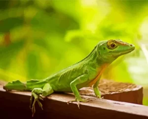 Anolis Garmani Diamond Painting