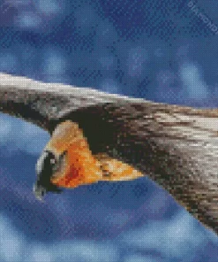 Bearded Vulture Wings Diamond Painting