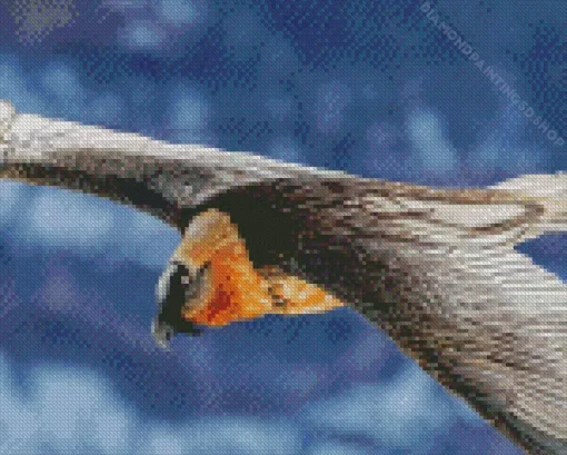 Bearded Vulture Wings Diamond Painting