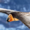 Bearded Vulture Wings Diamond Painting