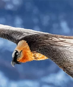 Bearded Vulture Wings Diamond Painting