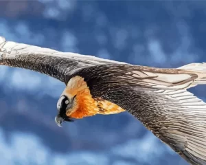 Bearded Vulture Wings Diamond Painting