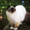 Himalayan Cat Diamond Painting