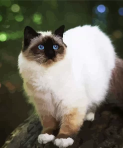 Himalayan Cat Diamond Painting