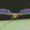 Insect Wings Diamond Painting