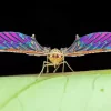 Insect Wings Diamond Painting