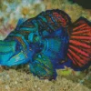 Dragonet Mandarin Fish Diamond Painting