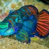 Dragonet Mandarin Fish Diamond Painting