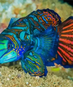 Dragonet Mandarin Fish Diamond Painting