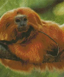 Golden Marmoset Diamond Painting