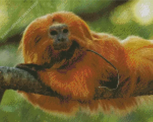 Golden Marmoset Diamond Painting