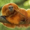 Golden Marmoset Diamond Painting