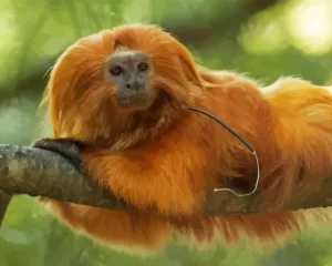 Golden Marmoset Diamond Painting