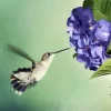 Hummingbird And Hydrangea Diamond Painting