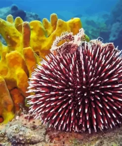 Sea Urchin Diamond Painting