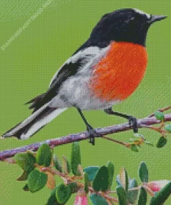 Scarlet Robin Bird Diamond Painting