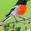 Scarlet Robin Bird Diamond Painting