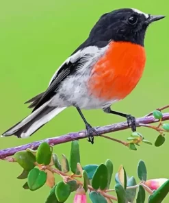 Scarlet Robin Bird Diamond Painting