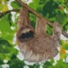 Sloth Branch Hanging Diamond Painting