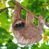 Sloth Branch Hanging Diamond Painting