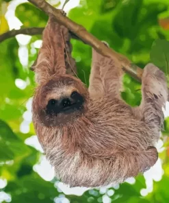 Sloth Branch Hanging Diamond Painting