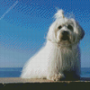 Coton Tulear Diamond Painting