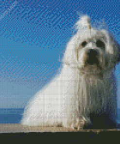 Coton Tulear Diamond Painting