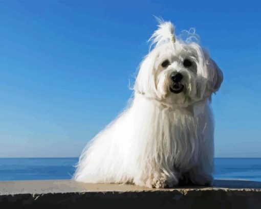 Coton Tulear Diamond Painting