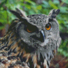 Eagle Owl Diamond Painting