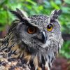 Eagle Owl Diamond Painting